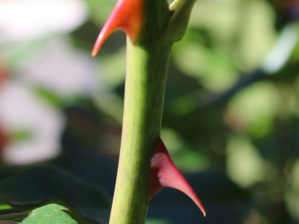 The Power of Thorns: A Story of Healing and Thanksgiving