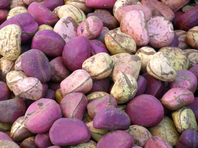 “He Who Brings Kola, Brings Life”: The Symbolism of Kolanuts